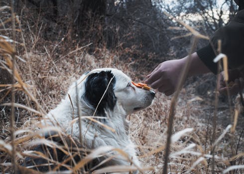 Vip Programs that Reward Loyal Players with Free Spins and More